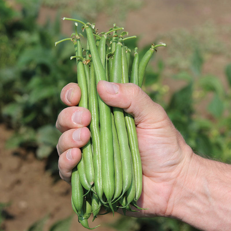 a bean plant produces a seed Bean Colter Seed STANDARD / 10,000 seeds / CRUISER