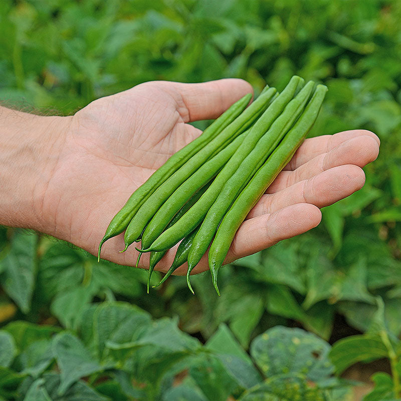 bean clean herbicide Bean Colter Seed STANDARD / 10,000 seeds / CRUISER