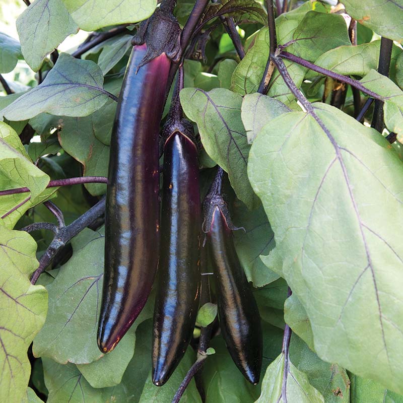 eggplant plant seeds Eggplant Shikou F1 Seed UNTREATED