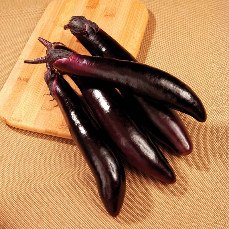 Eggplant Shikou F1 Seed – Harris Seeds
