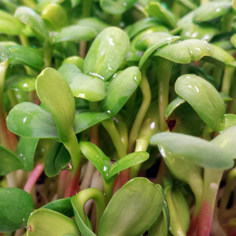 sunflower seed plants Sunflower Sprouts Organic Seeds RAW / 6 oz. / Organic