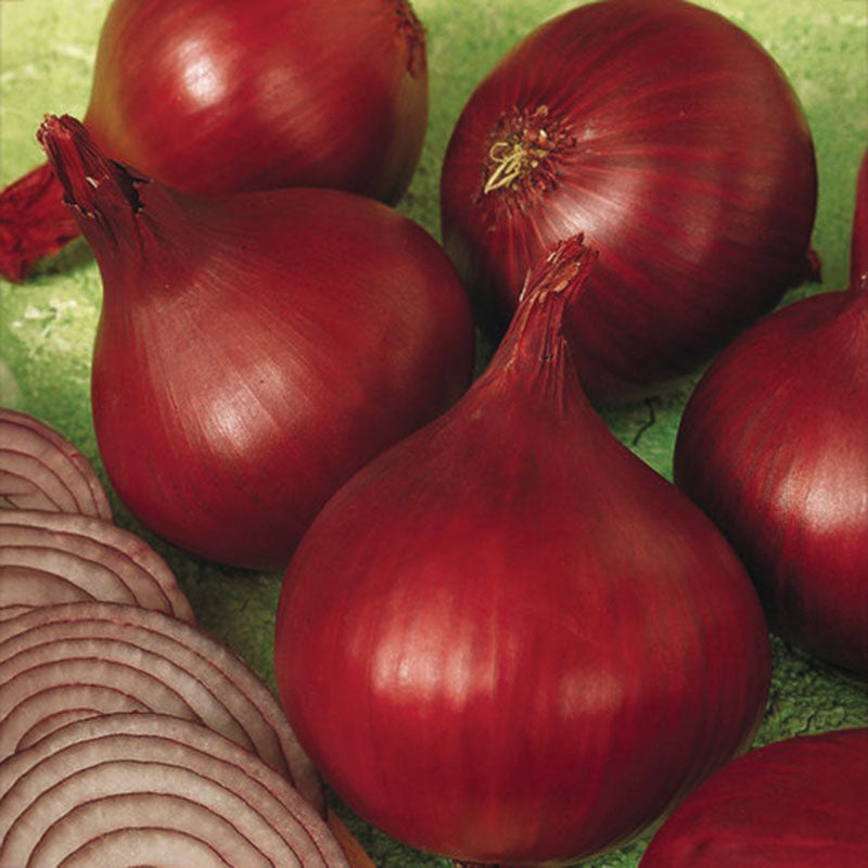 Onion Redwing F1 Live Plants – Harris Seeds