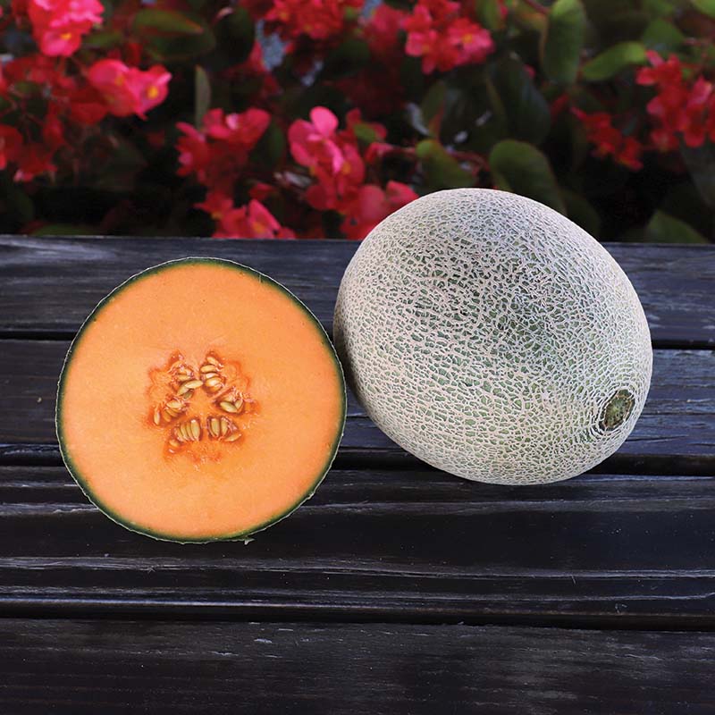 Melon Shockwave F1 Seed – Harris Seeds