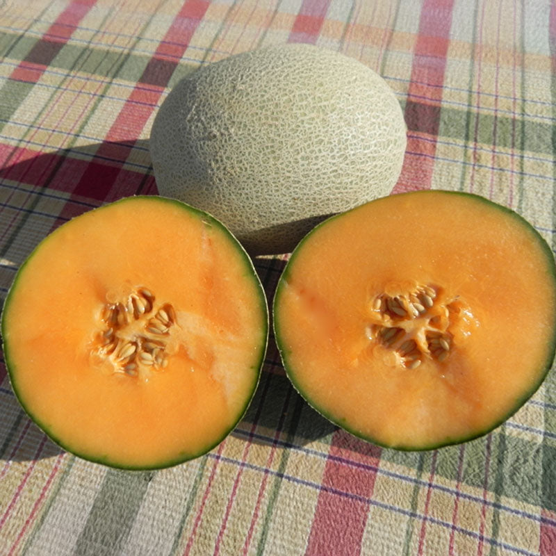 Melon Shockwave F1 Seed – Harris Seeds