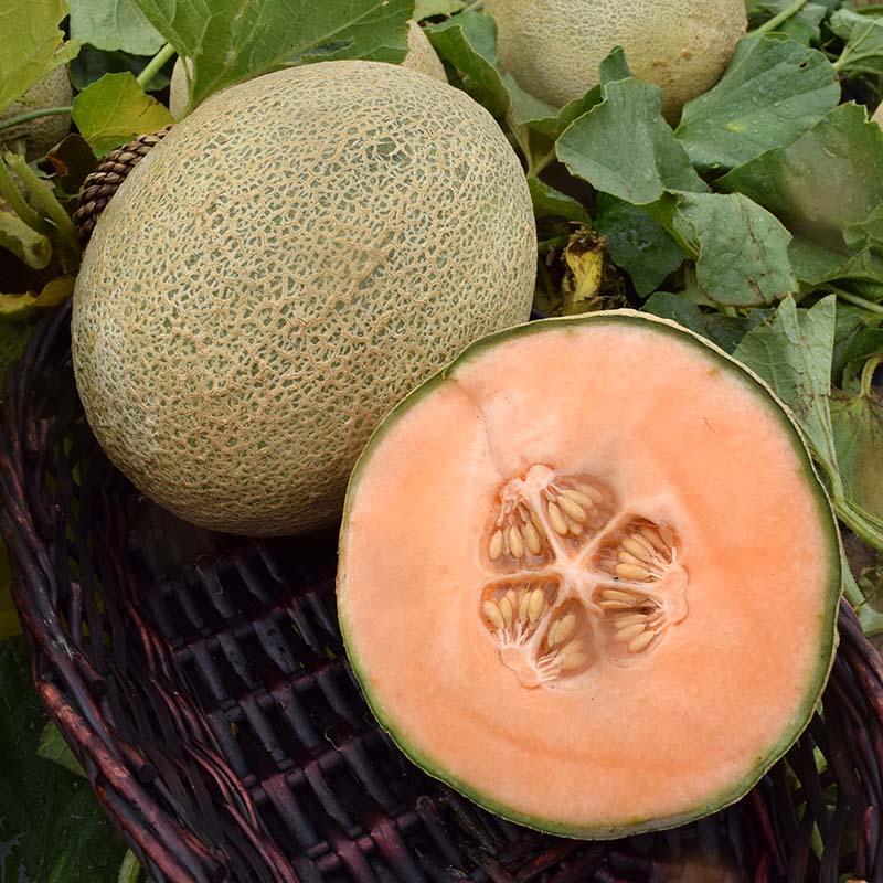Melon Shockwave F1 Seed – Harris Seeds