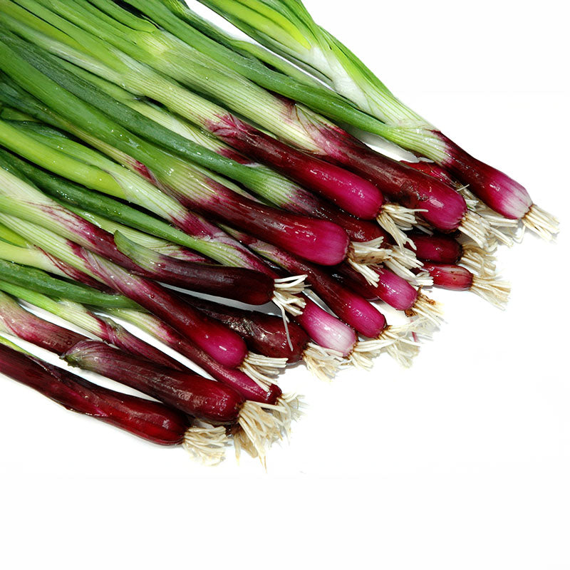 planting bunching onion seeds Onion Red Bunching F1 Seed