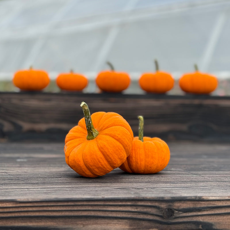 mini pumpkin seeds for planting Pumpkin Seeds - Jill-Be-Little
