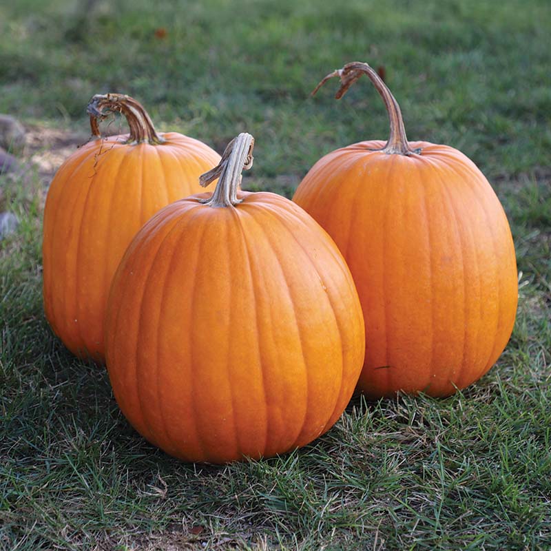 Pumpkin Hannibal F1 Seed – Harris Seeds
