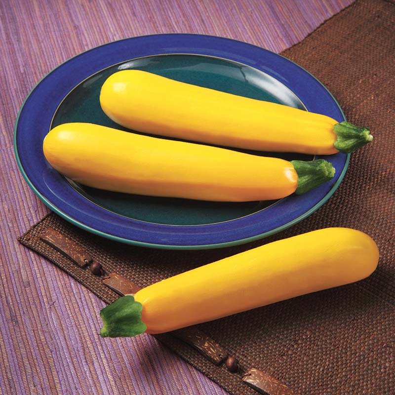 glory herbicide rate Squash Golden Glory F1 Seed FILM COATED / 1,000 seeds / FARMORE