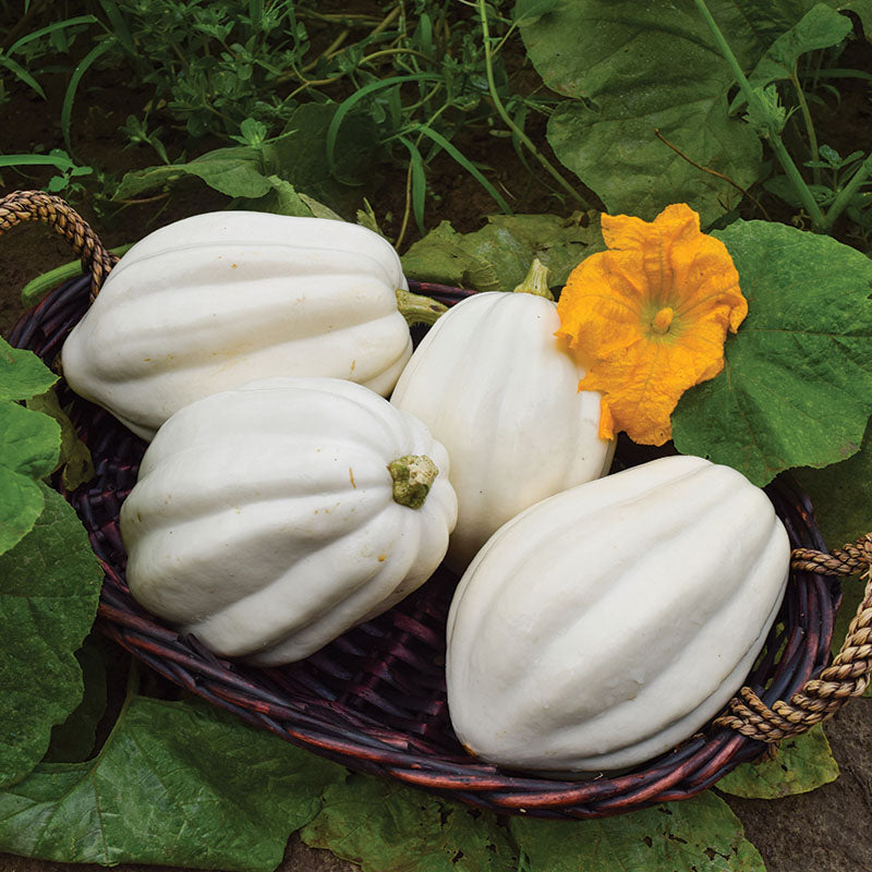 plant acorn squash seeds Squash Mashed Potatoes F1 Seed