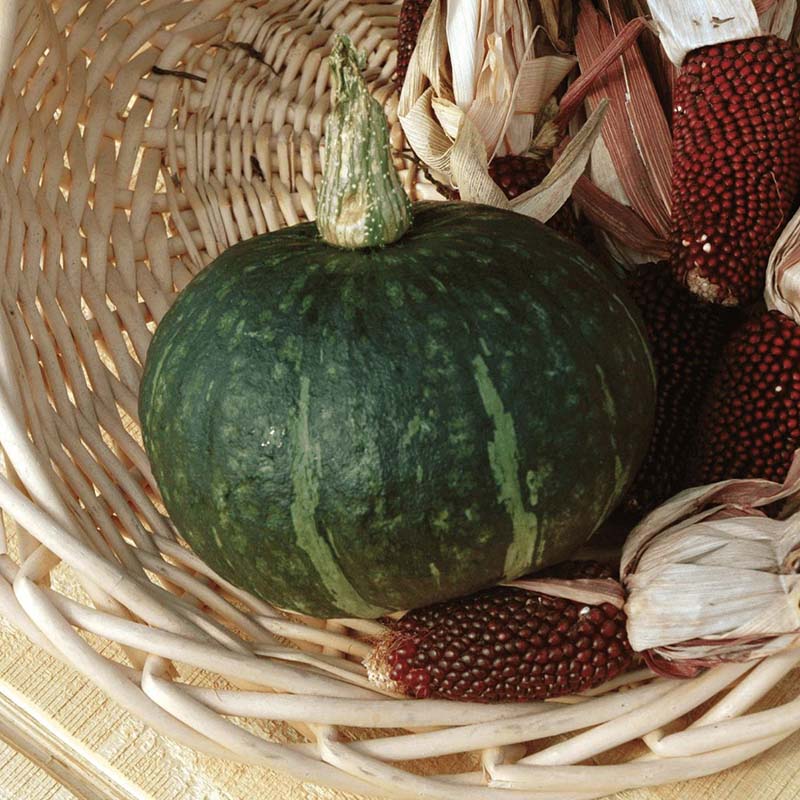 kabocha squash seeds for planting Squash Special Export F1 Seed, FarMore Treatment, 1,000 Seeds