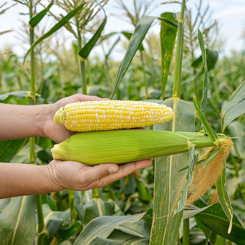 seed corn plant Sweet Corn Rosie F1 Seed