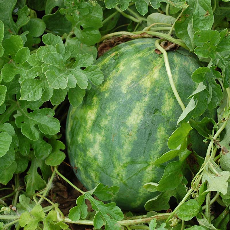 watermelon plant from seed Watermelon Fascination F1 Seed