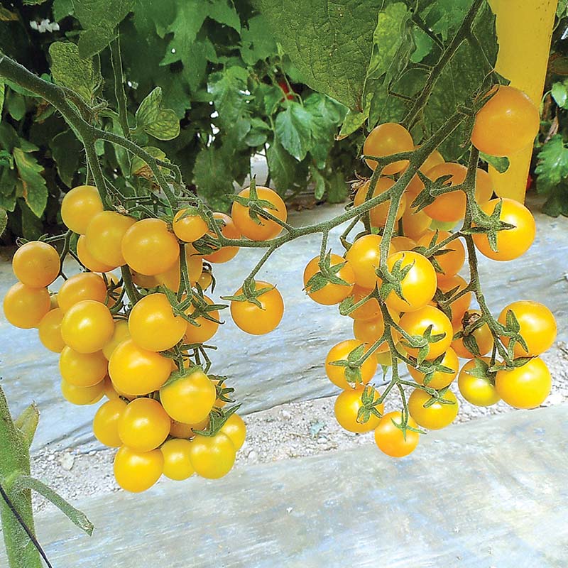 Tomato Esterina F1 Organic Seed – Harris Seeds