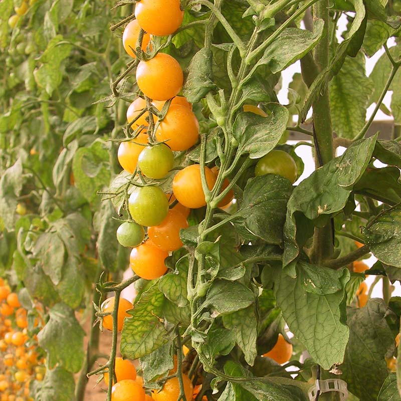 Tomato Esterina F1 Organic Seed – Harris Seeds
