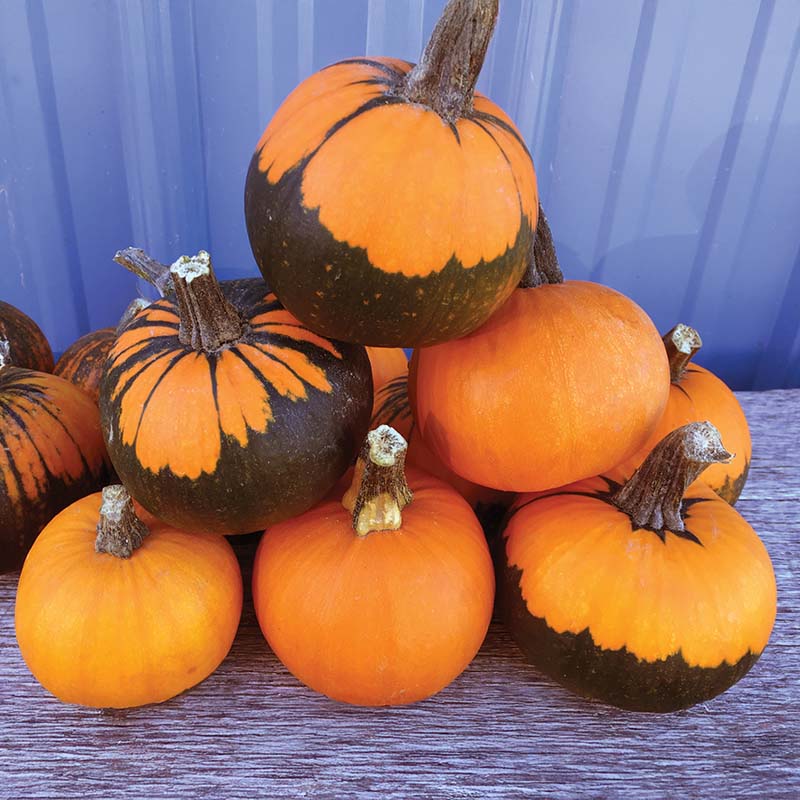 postemergence pumpkin herbicide Pumpkin Batwing Mix Seed Treated