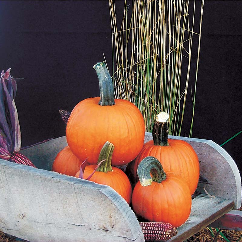 pie pumpkin seeds for planting Pumpkin Pik-A-Pie Farmore Seed – Harris Seeds