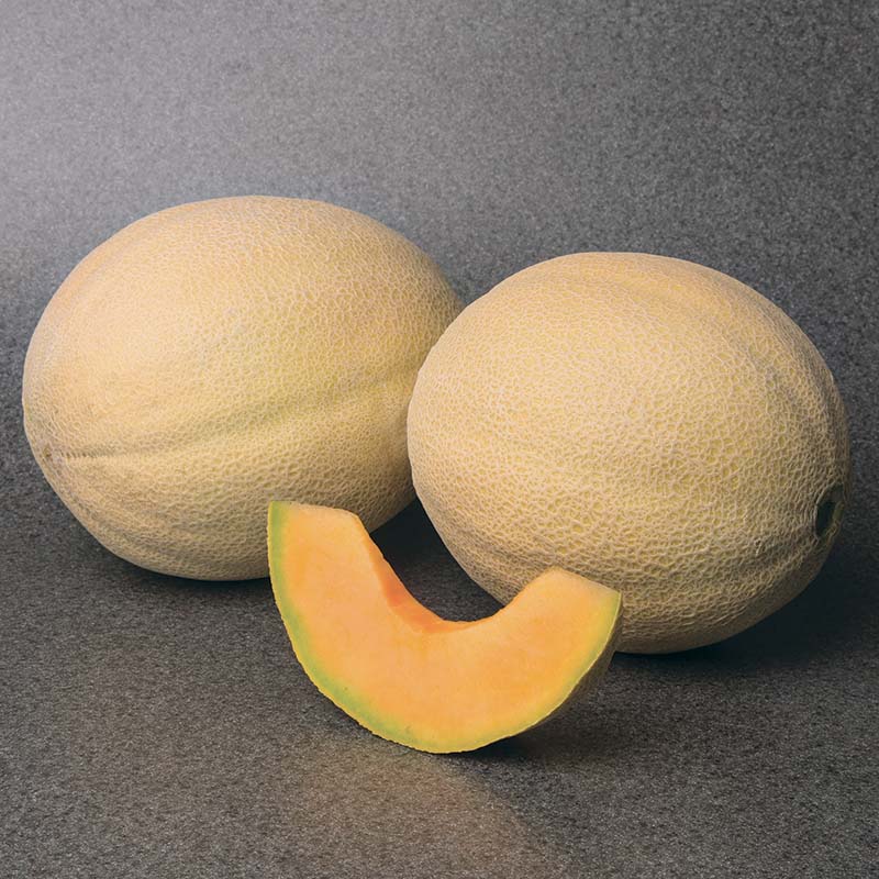Melon Astound F1 Seed – Harris Seeds