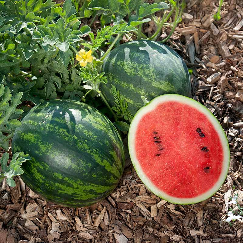watermelon herbicides Watermelon Mini Love F1 Seed Untreated