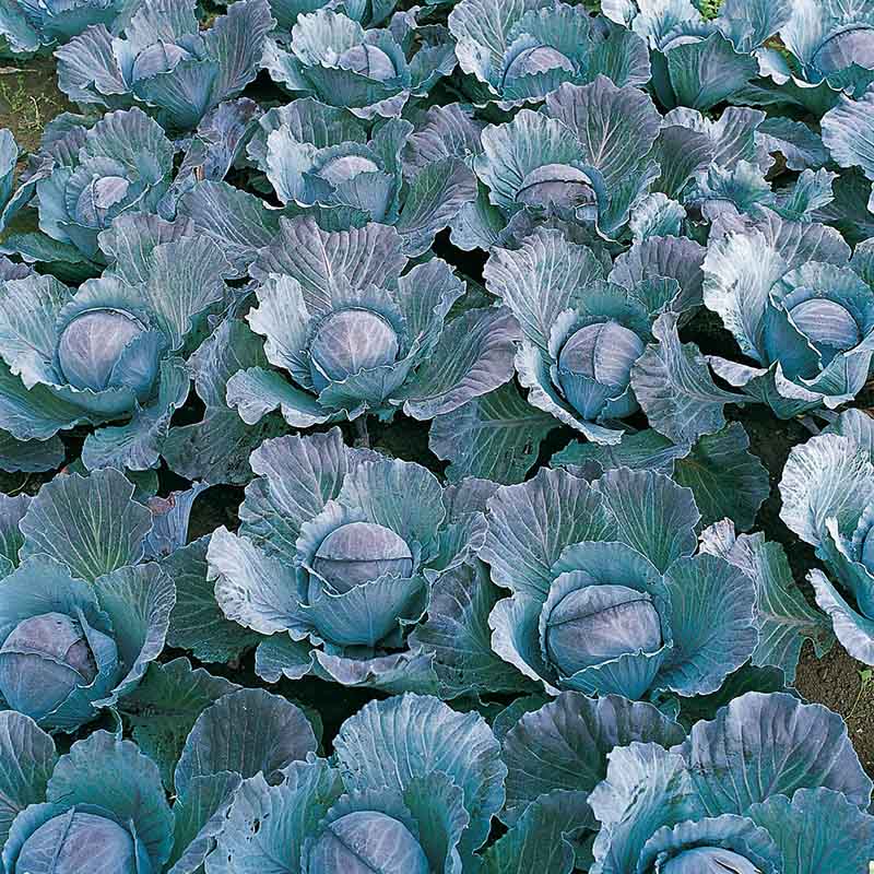 cabbage seed planting Cabbage Integro F1 Organic Seed RAW / 50 seeds / Organic