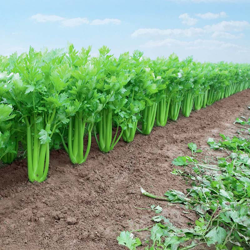 celery seeds for planting Celery Tango Organic Seed Organic