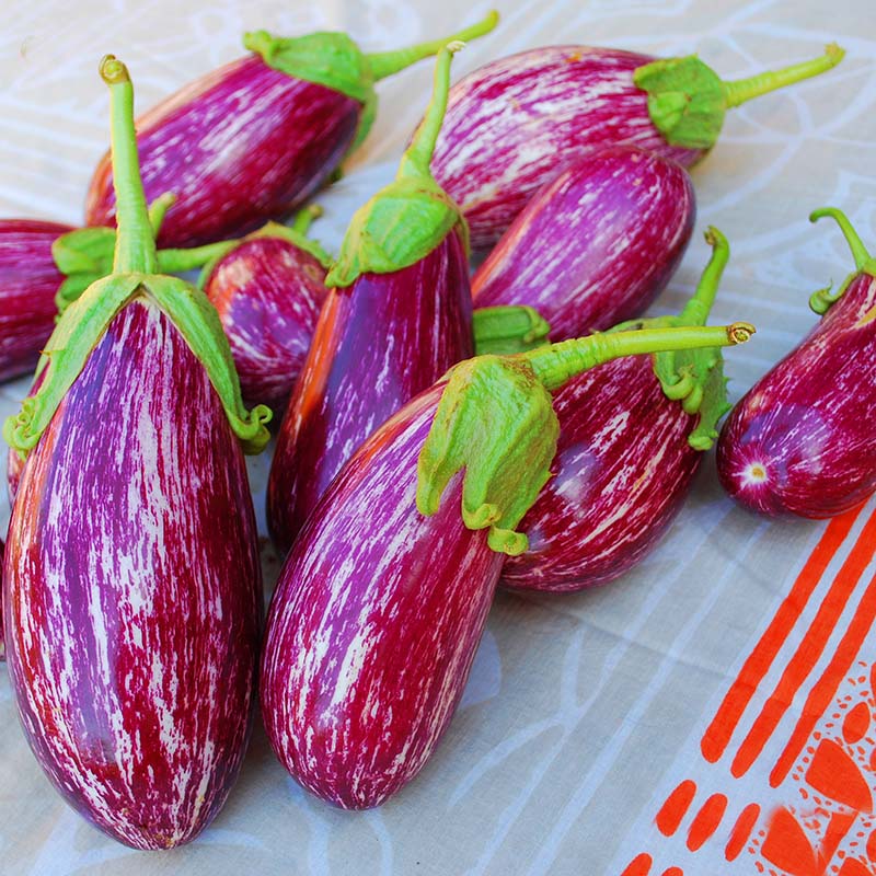 Eggplant Listada De Gandia Seed – Harris Seeds