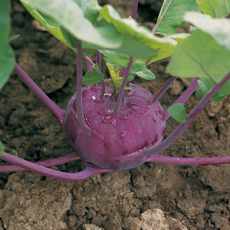 plant kohlrabi seeds Kohlrabi Kolibri F1 Organic Seed RAW / 50 Seeds / Organic
