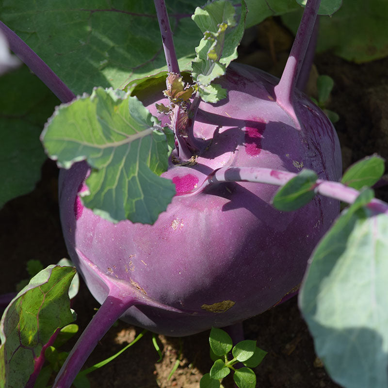 plant kohlrabi seeds Kohlrabi Kolibri F1 Organic Seed RAW / 50 Seeds / Organic
