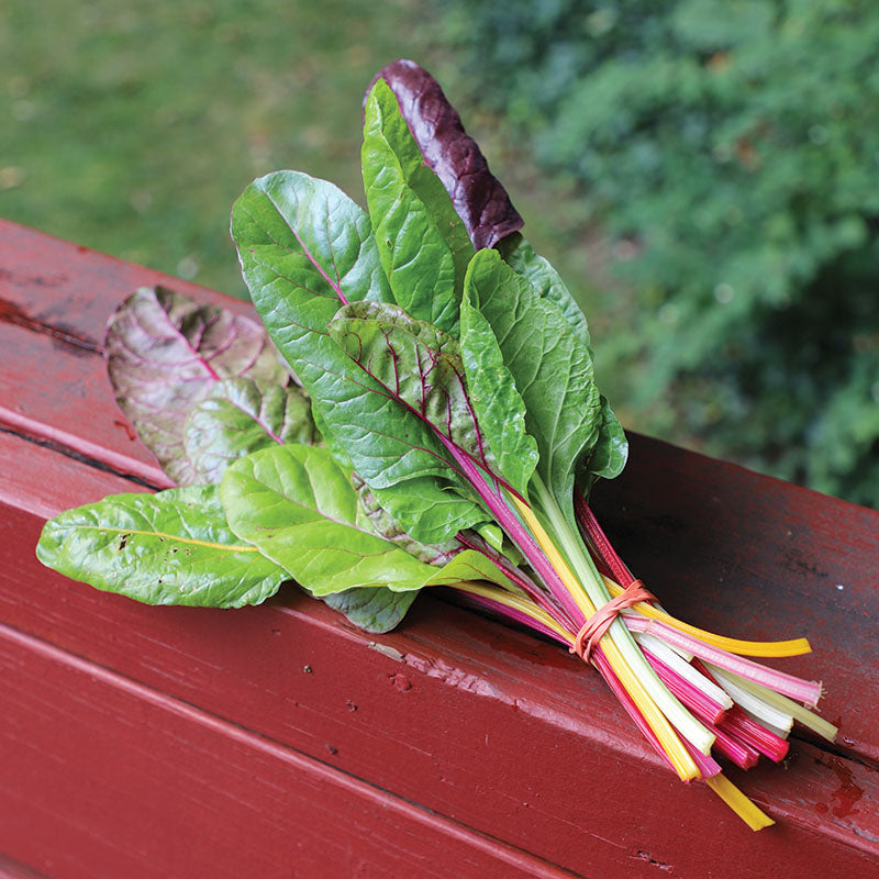 plant swiss chard seeds Swiss Chard Rainbow Blend Organic Seed