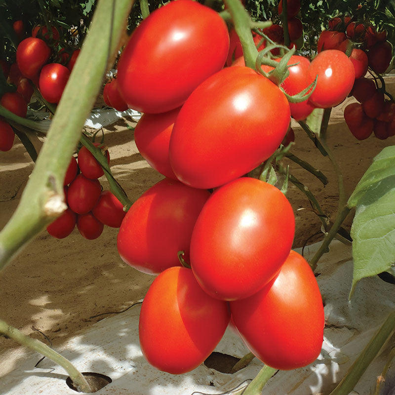 Tomato Granadero F1 Organic Seed – Harris Seeds