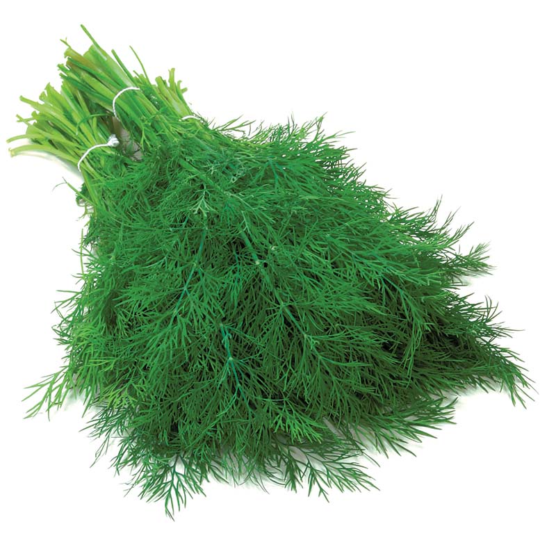 organic dill seeds for planting Dill Hera Organic Seed, Size: 1,000 seeds
