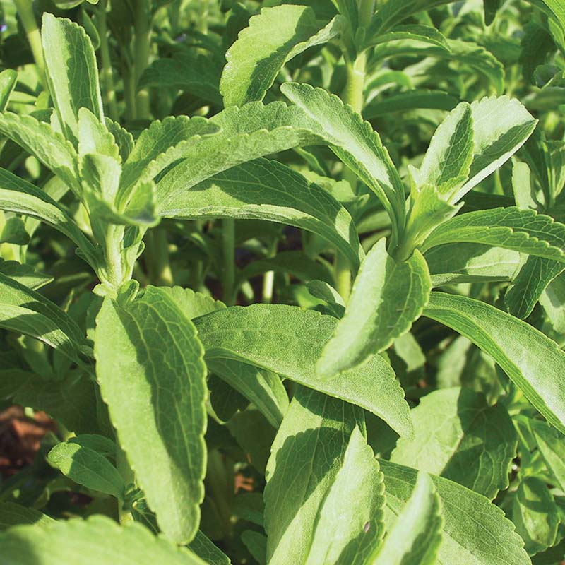 stevia plant seeds for sale Stevia Candy Organic Seed RAW / 250 Seeds / Organic
