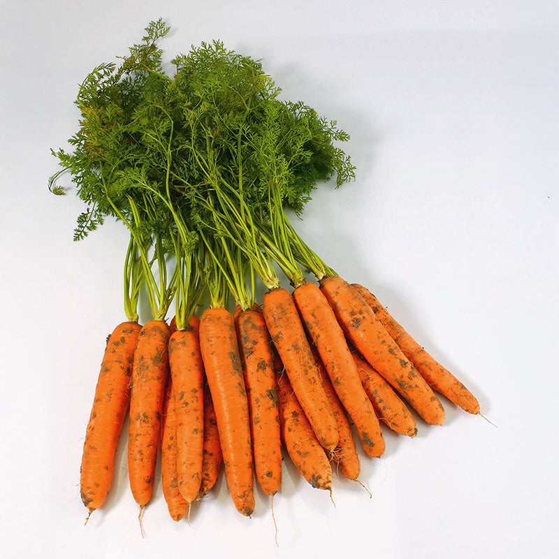 post emergence herbicide for carrots Carrot Negovia F1 Organic Seed RAW / 250 seeds / Organic