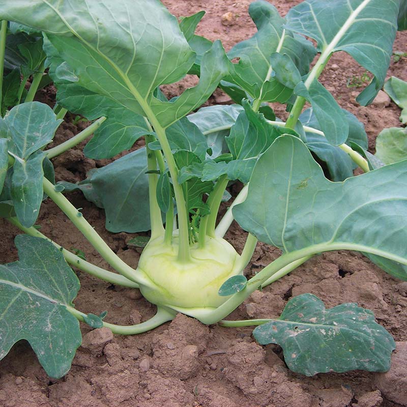 plant kohlrabi seeds Kohlrabi Korist F1 Organic Seed RAW / 250 Seeds / Organic