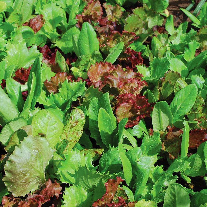 cutting garden seed mix Lettuce Heirloom Cutting Blend Organic Seed Organic