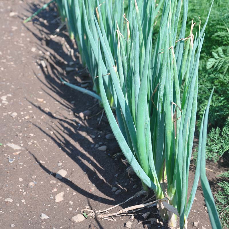 planting bunching onions from seed Onion Parade Organic Seed