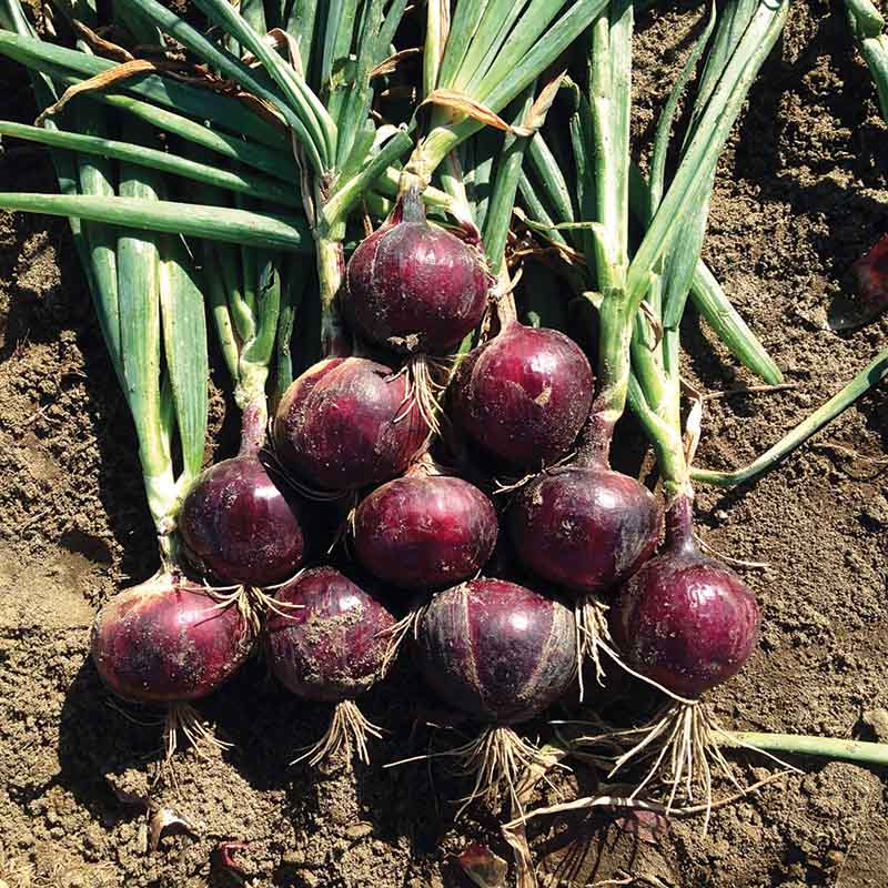 plant red onion seeds Onion Monastrell F1 Organic Seed