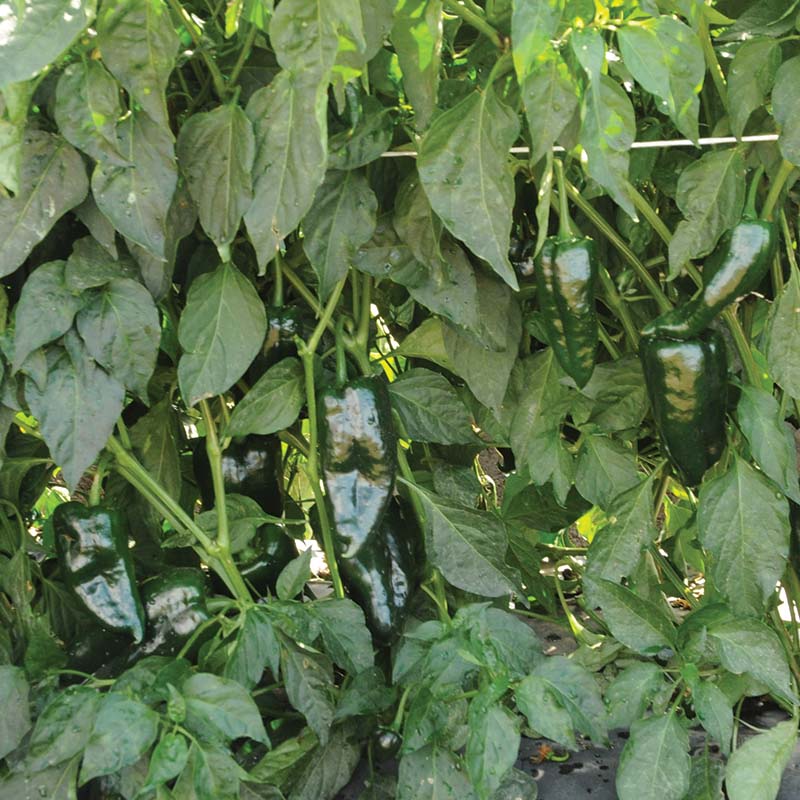pepper plants from seed Pepper Bastan F1 Organic Seed – Harris Seeds