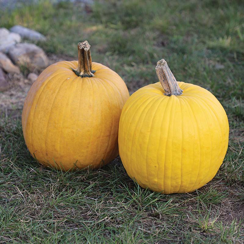 Yellow Pumpkin Vegetables Thay Pumpkin Yellow Chilli Seeds By