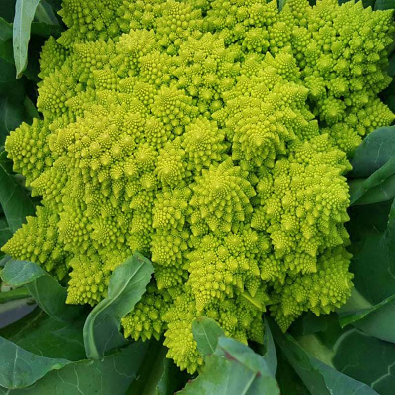 Cauliflower Veronica F1 Organic Seed – Harris Seeds