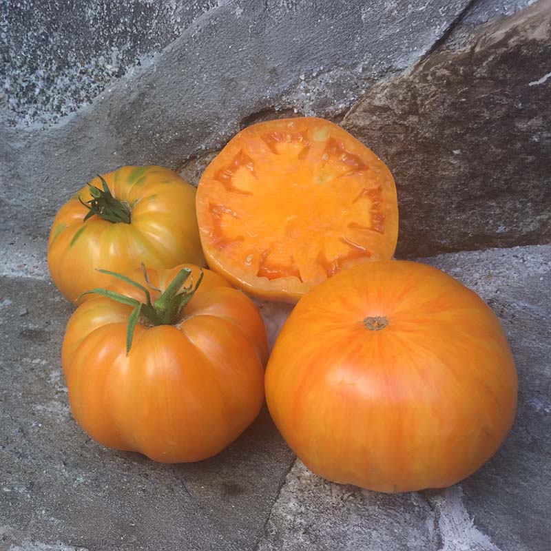 Tomato Orange Jazz Organic Seed – Harris Seeds