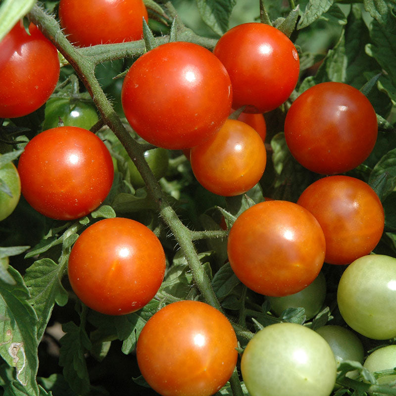Tomato Toronjina F1 Organic Seed – Harris Seeds