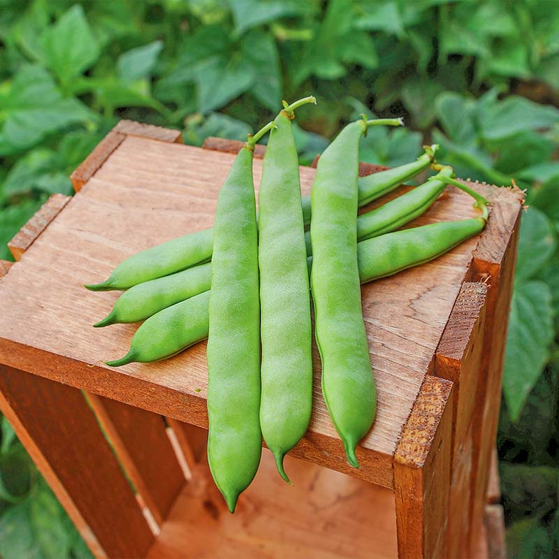 Bean Velero Seed – Harris Seeds