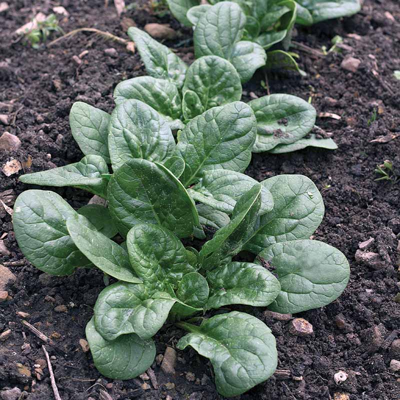Spinach Seaside F1 Seed Treated