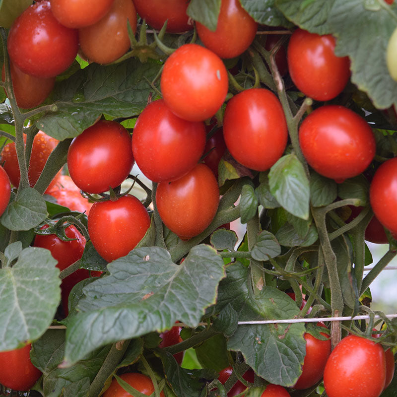 tomato seeds vs plants Tomato Ruby Crush F1 Seed STANDARD / 100 Seeds / Treated