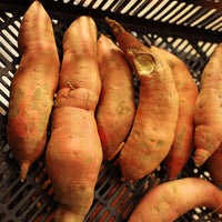 Sweet Potato Beauregard