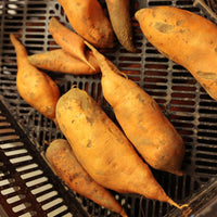 Sweet Potato Centennial