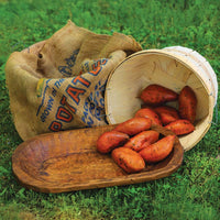 Sweet Potato Covington Live Plants