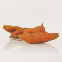 Sweet Potato Covington Live Plants