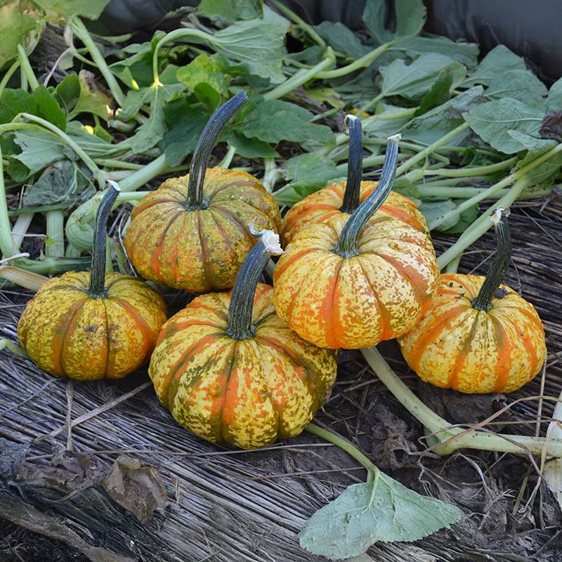 postemergence pumpkin herbicide Pumpkin Warty Gnome F1 Seed FILM COATED / 1,000 Seeds / FarMore